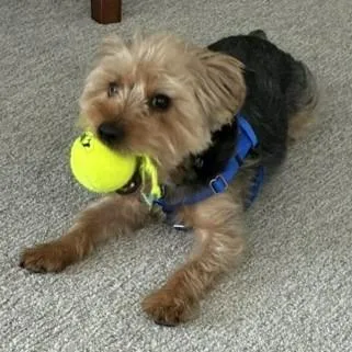 Cooper thumbnail 5