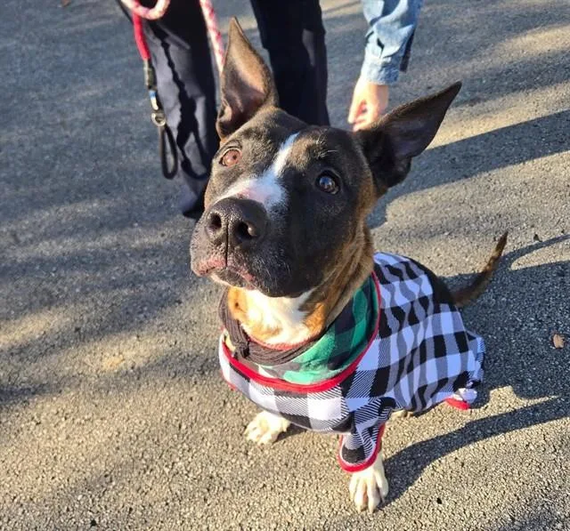 An adult medium-sized female Pit Bull Terrier dog named Yvonne for adoption in Ocala, FL