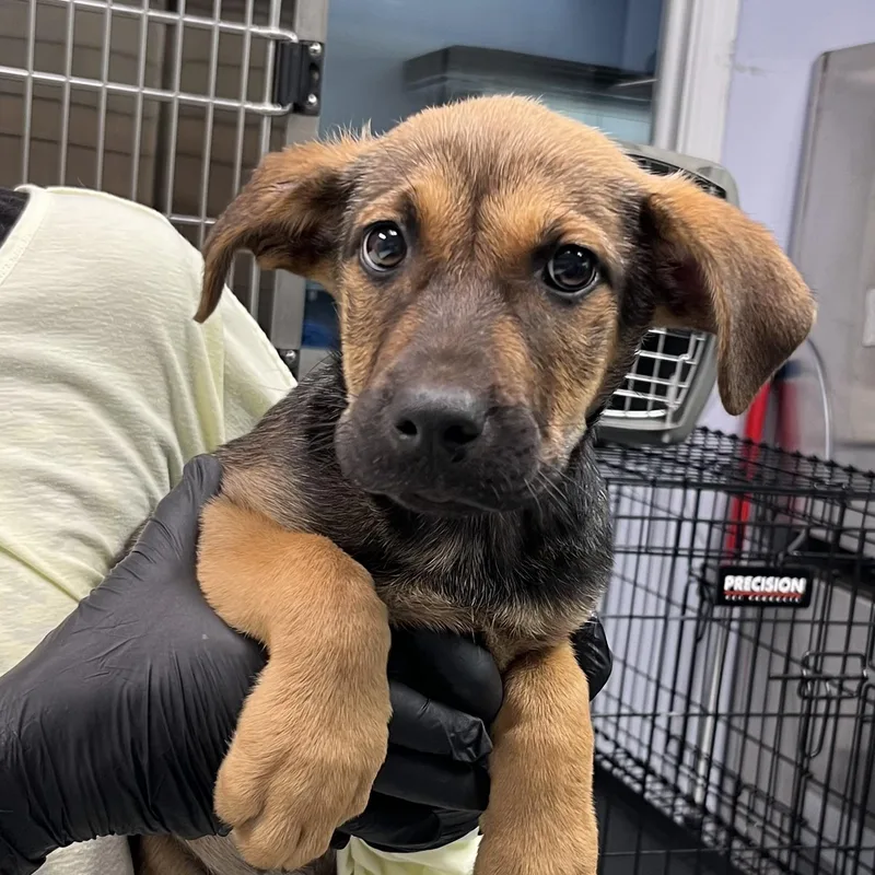A baby large-sized female Black Shepherd dog named Vicky for adoption in Maynardville, TN