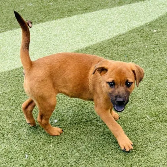 A baby small-sized female Black Mouth Cur dog named Suki for adoption in Texas City, TX