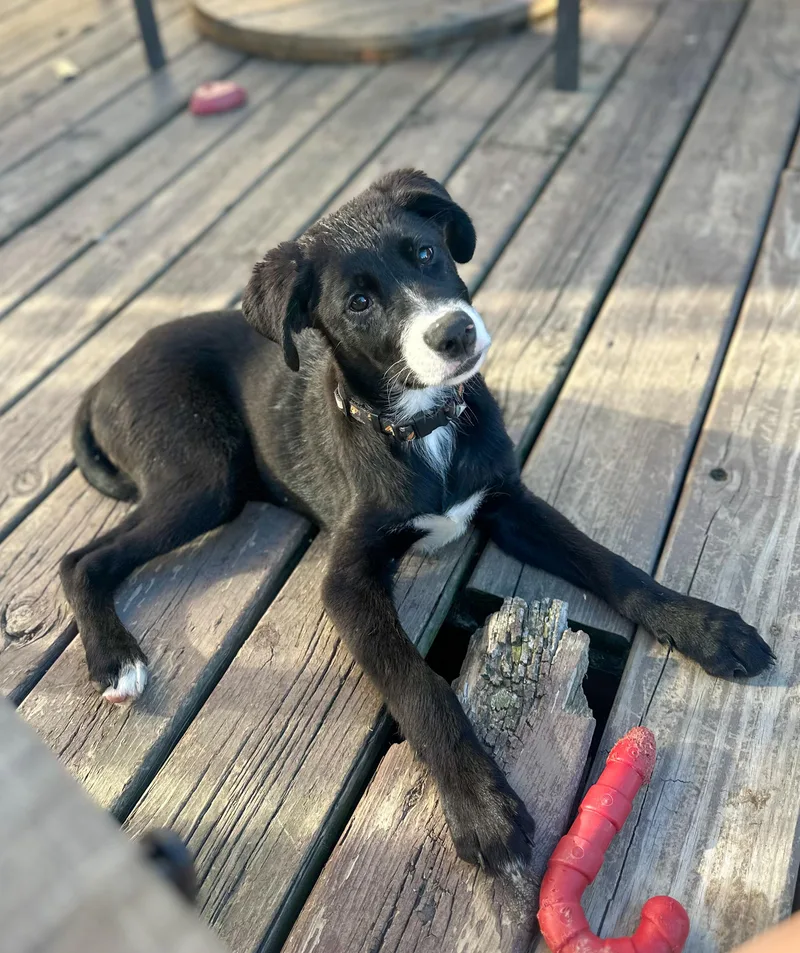 A baby medium-sized male Beagle dog named Bob for adoption in Indianapolis, IN