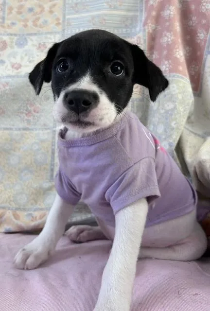 A baby small-sized female Tricolor (Brown, Black, & White) Terrier dog named Dolli for adoption in Crescent City, FL