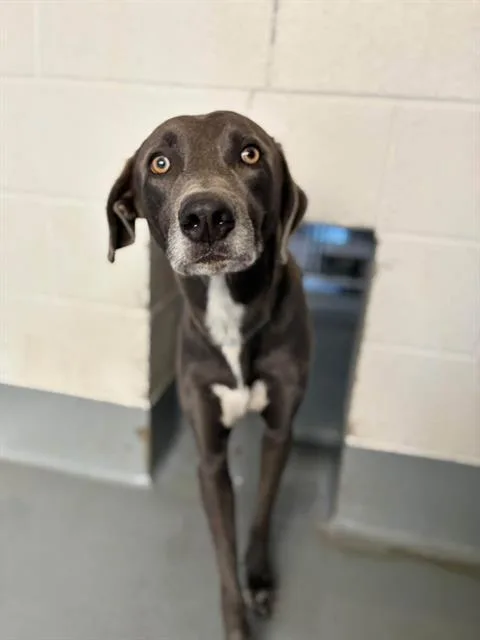 An adult large-sized male Weimaraner dog named A for adoption in Visalia, CA
