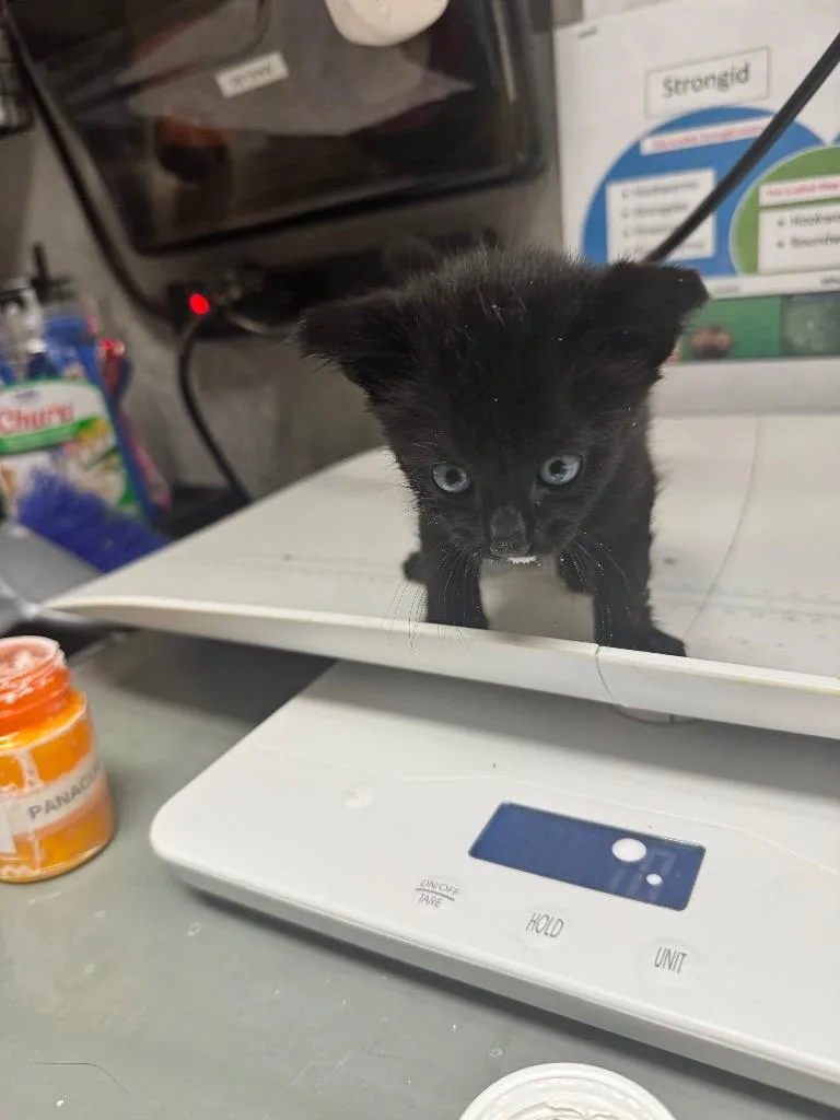 A baby medium-sized male Domestic Short Hair cat named Picasso for adoption in Shelbyville, TN