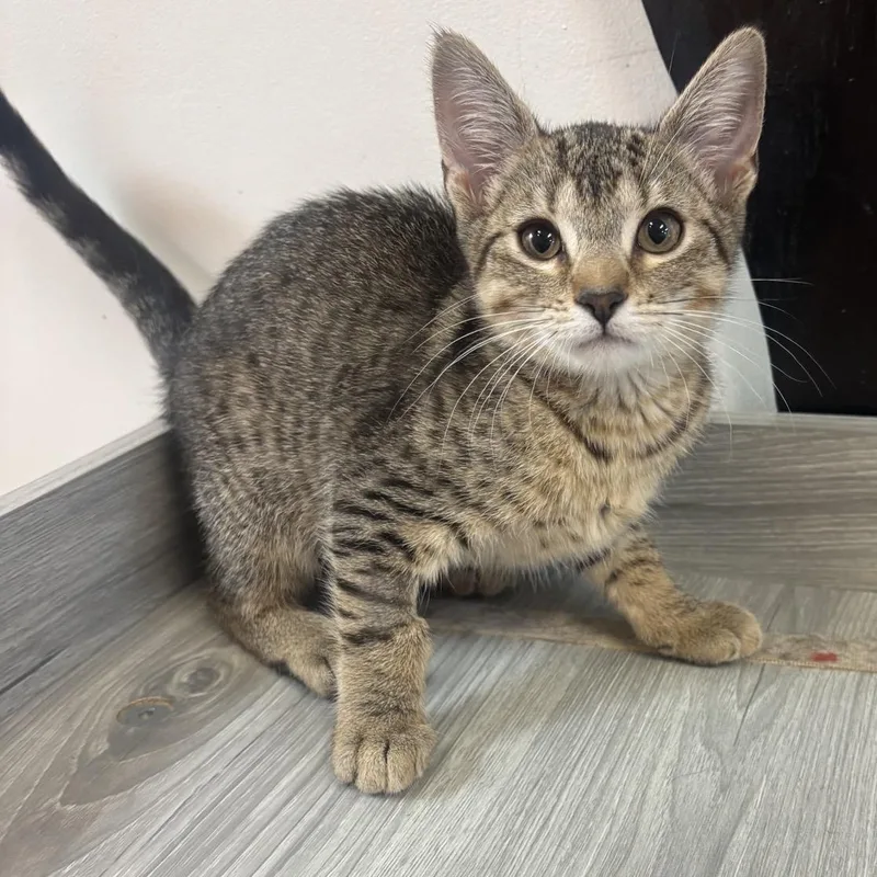 A baby medium-sized female Tabby (Brown / Chocolate) Domestic Short Hair cat named Coffee At Fat Cat for adoption in Tallahassee, FL