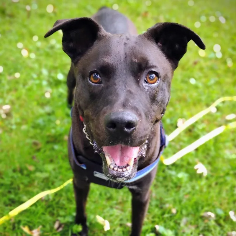 An adult medium-sized male Black Mixed Breed dog named Angus for adoption in Ashtabula, OH