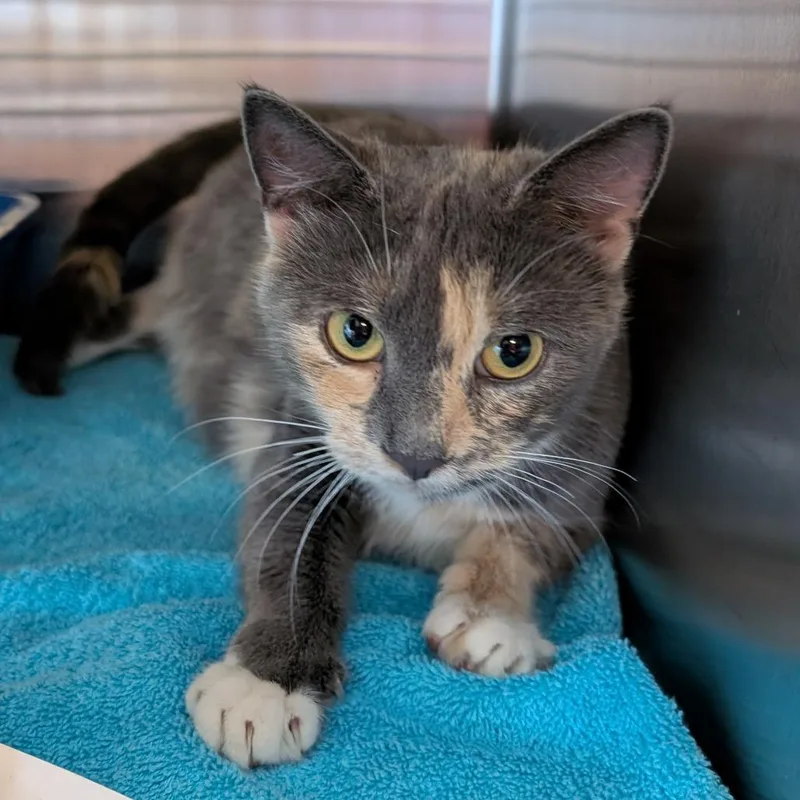 An adult medium-sized female Calico Domestic Short Hair cat named Azalea for adoption in Wilmington, DE