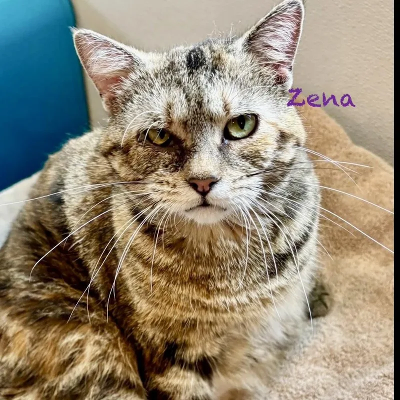 Zena thumbnail 2