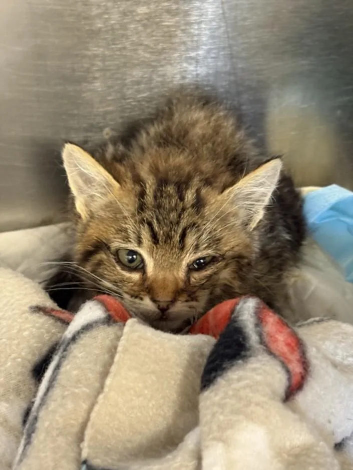 A baby small-sized male Domestic Short Hair cat named Ru Paul for adoption in Olivehurst, CA