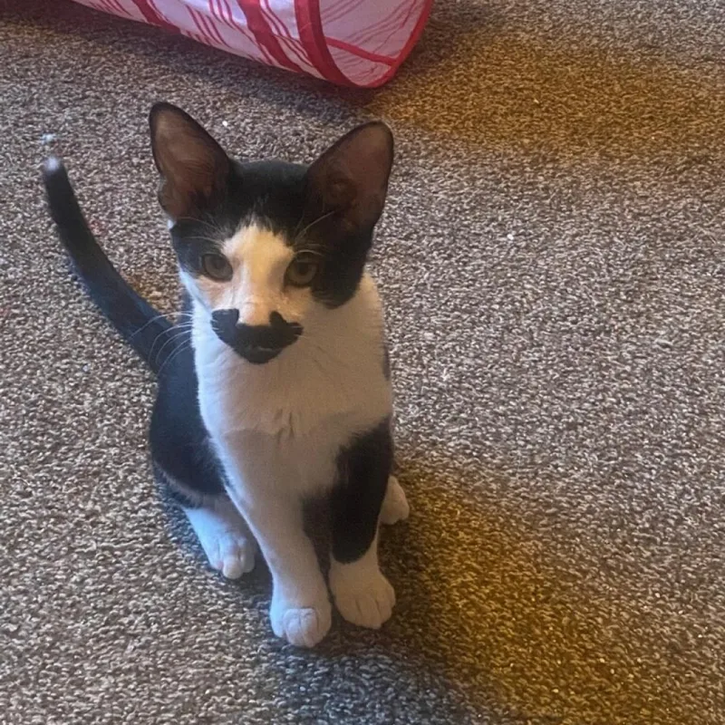 An adult small-sized male White Domestic Short Hair cat named Mustachio for adoption in Allen, TX