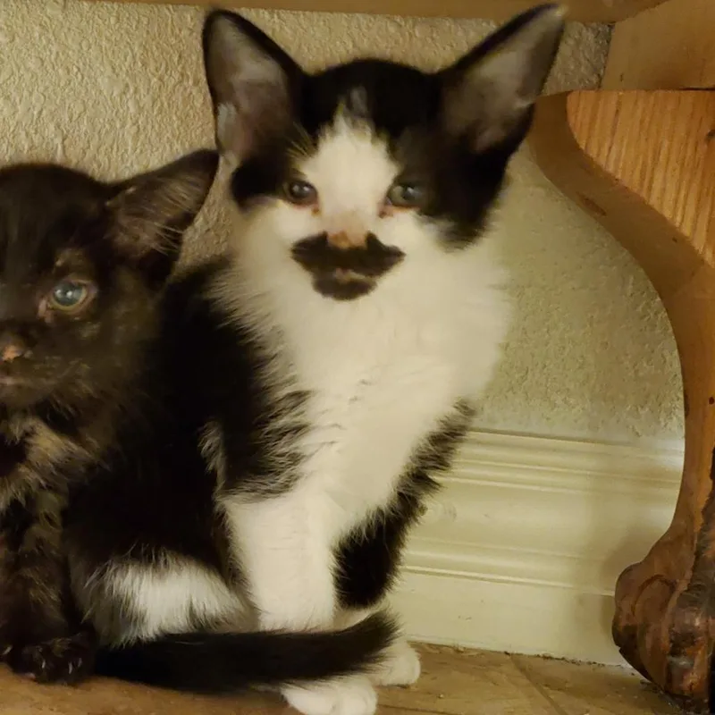 Mustachio thumbnail 2