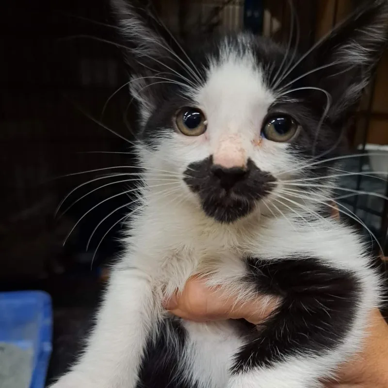 Mustachio thumbnail 5