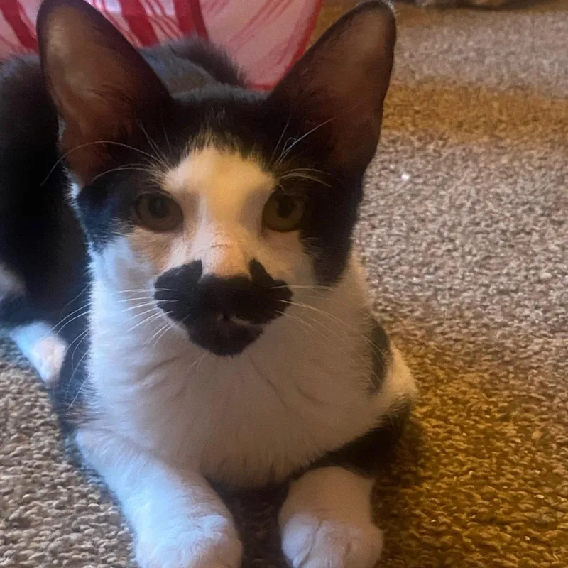 Mustachio thumbnail 6