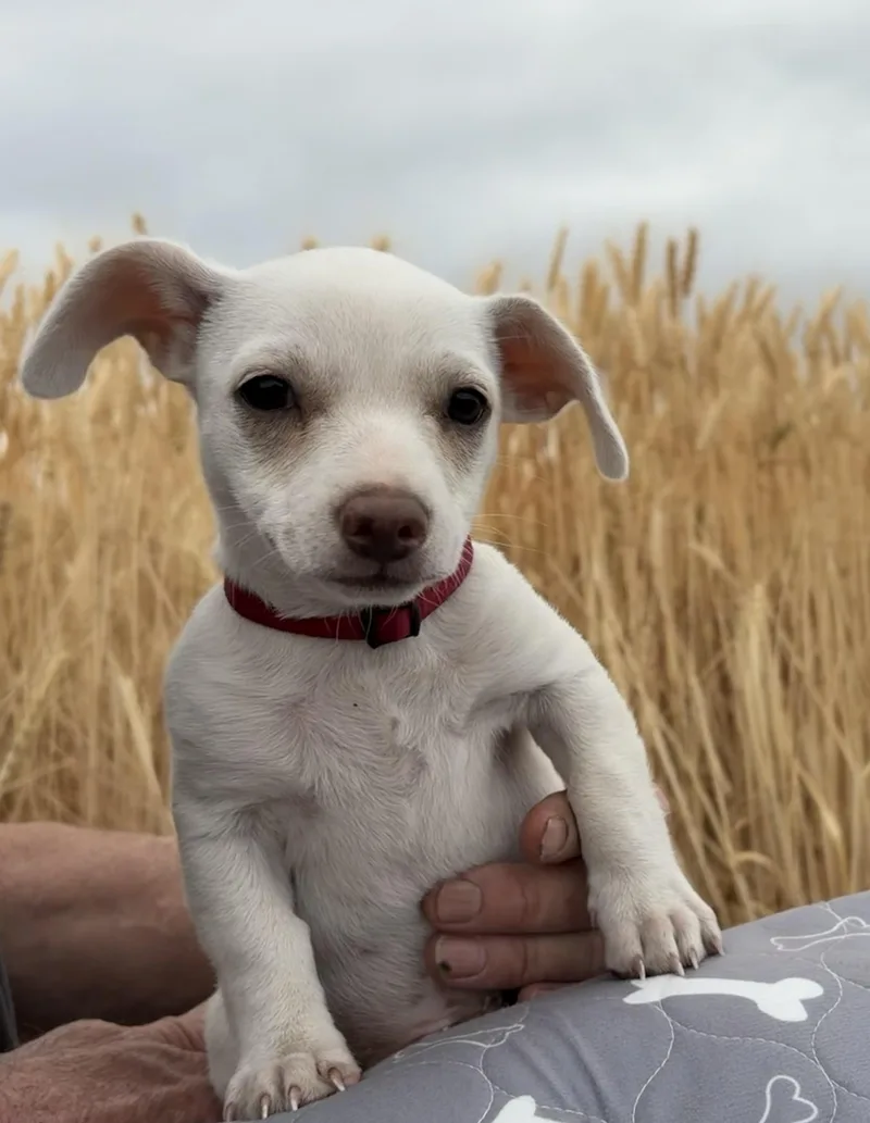 A baby small-sized male Apricot / Beige Chihuahua dog named Cledus for adoption in Ephrata, WA