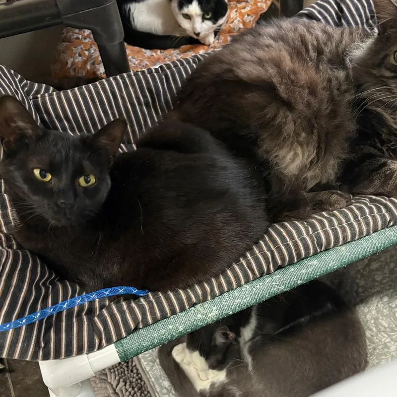A young small-sized female Black Domestic Short Hair cat named Barbie for adoption in Middle Village, NY