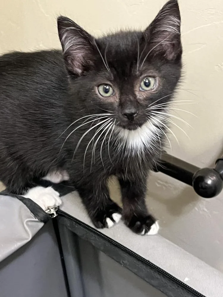 A baby medium-sized male Black & White / Tuxedo Domestic Short Hair cat named Cookie Monster for adoption in Salinas, CA