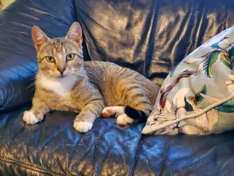 A young medium-sized male Orange & White Domestic Short Hair cat named Jinx S for adoption in Trenton, NJ