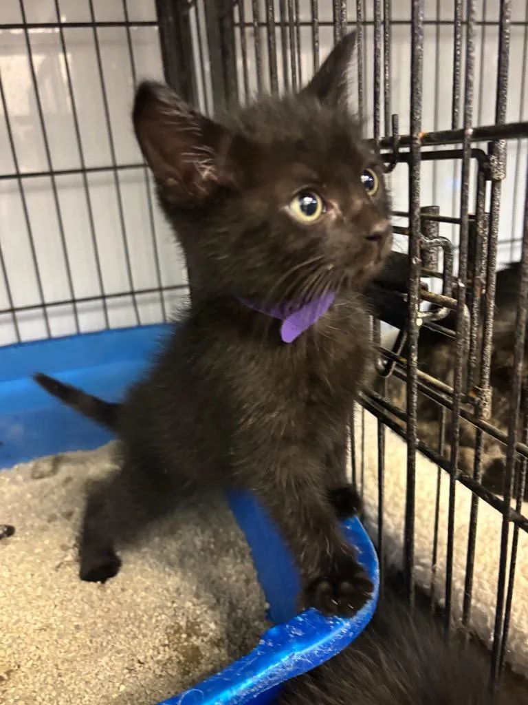 A baby medium-sized male Domestic Short Hair cat named Grumpy for adoption in Algona, IA