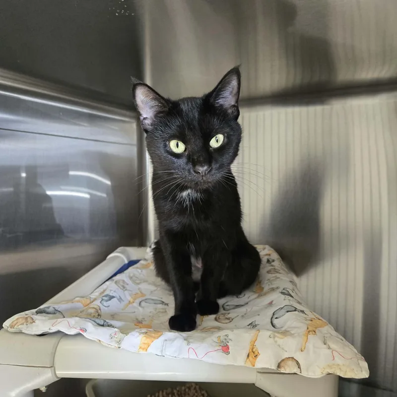 An adult medium-sized female Black Domestic Short Hair cat named Elsa for adoption in West Branch, MI