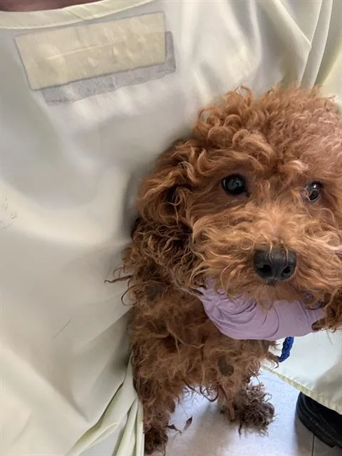 A young small-sized male Poodle dog named Lucci for adoption in Kent, WA