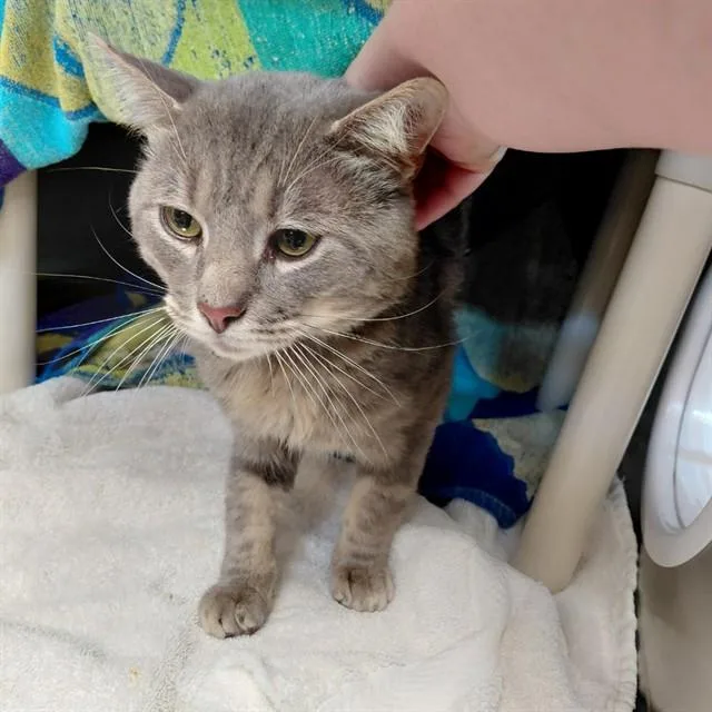 An adult small-sized male Domestic Short Hair cat named Smokey Bear for adoption in Huntsville, AL