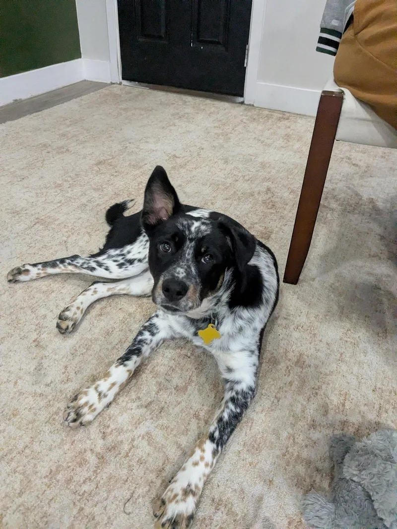 A young medium-sized male Australian Cattle Dog / Blue Heeler named Tobleroni for adoption in Salt Lake City, UT