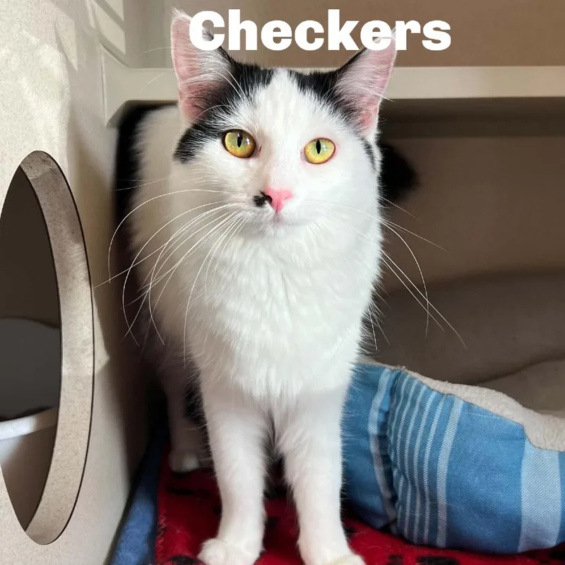 Checkers