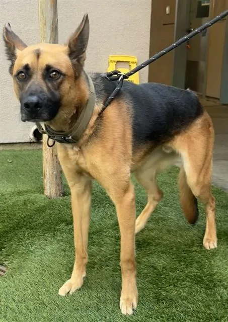 A young large-sized male German Shepherd Dog dog named Moose for adoption in San Jose, CA