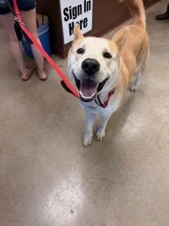 A young large-sized male Husky dog named Bumblebee for adoption in Irving, TX