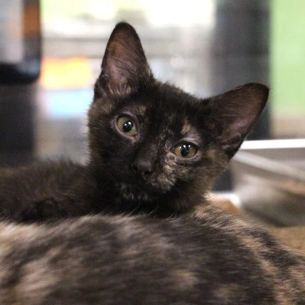 A baby small-sized female Domestic Short Hair cat named Mae for adoption in Des Moines, IA
