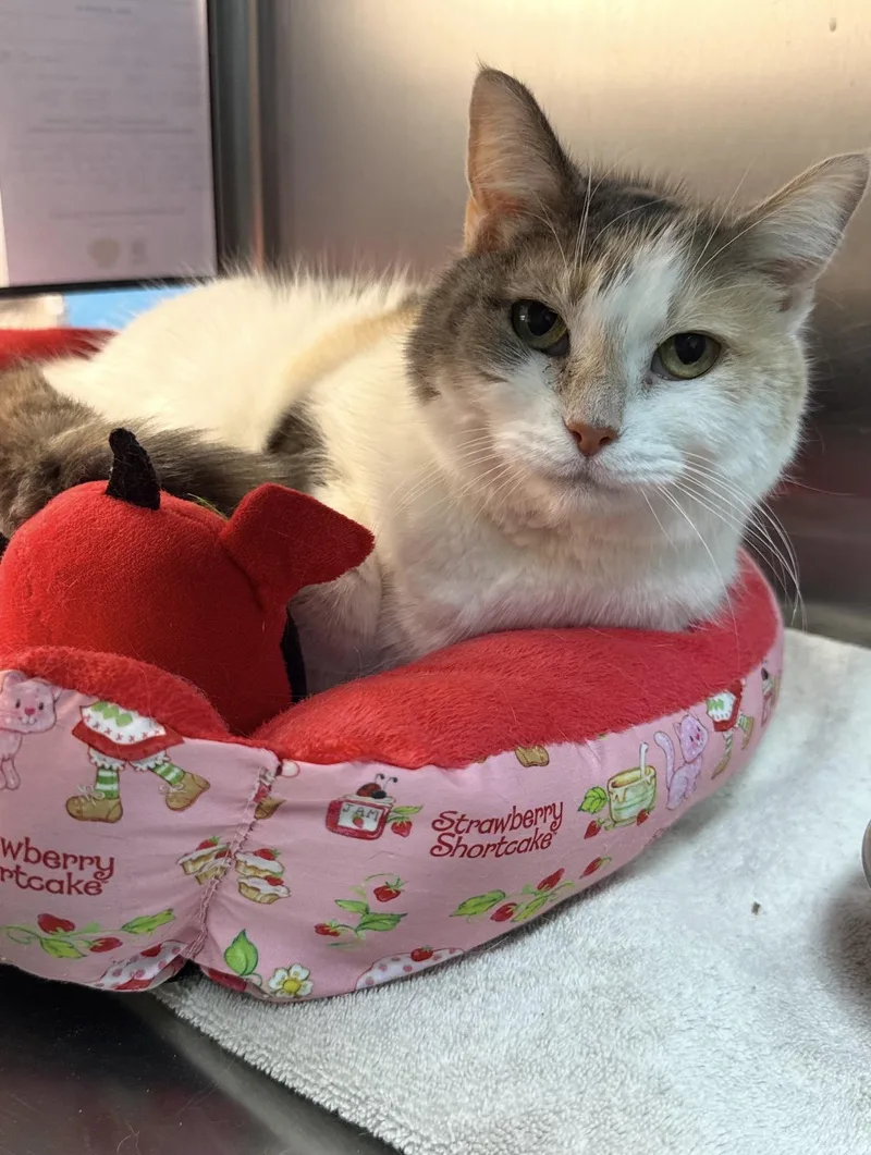 A senior medium-sized female Domestic Medium Hair cat named Princess for adoption in Worcester, MA