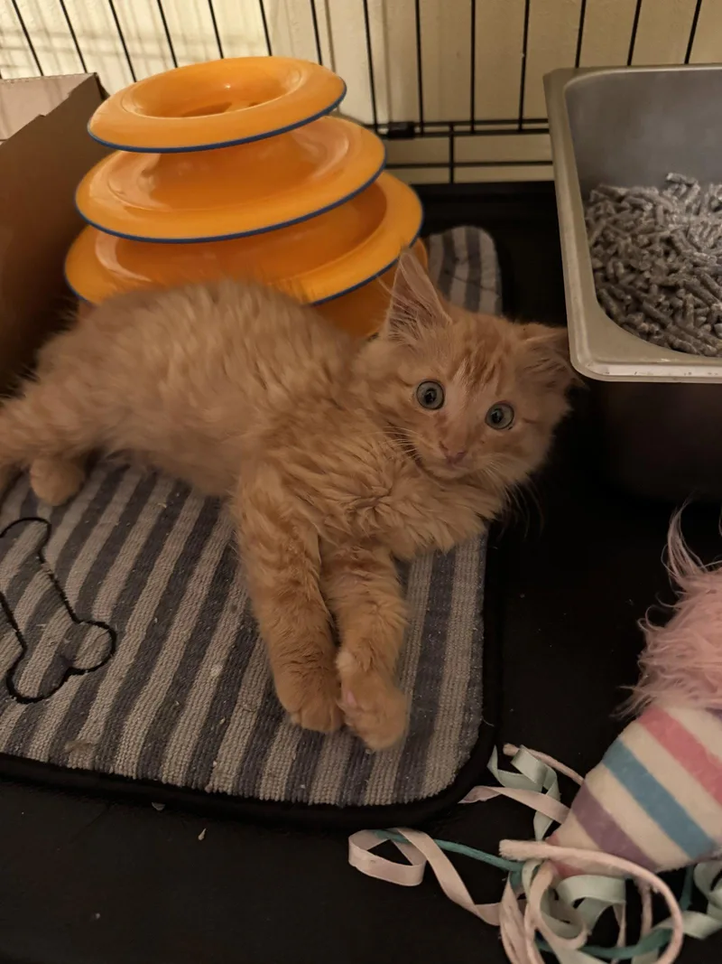 Tig Jr
