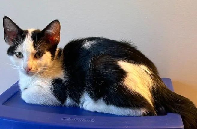 A baby small-sized male Black & White / Tuxedo Domestic Short Hair cat named Dallas for adoption in Greensboro, NC