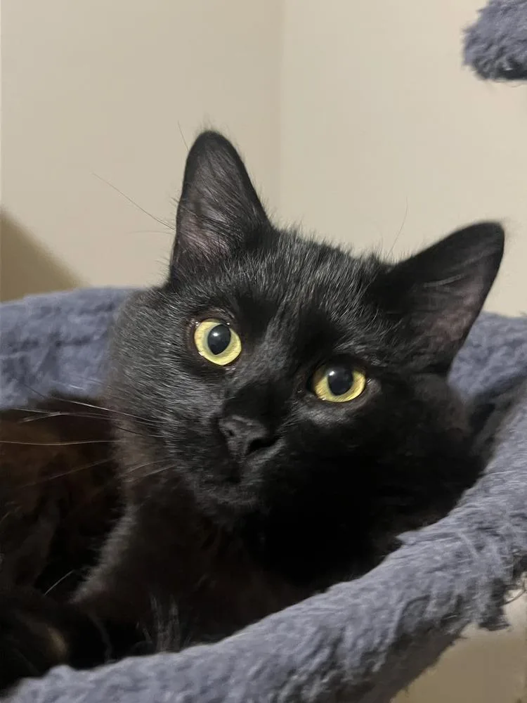 A baby medium-sized male Black Domestic Medium Hair cat named Cody for adoption in Salinas, CA