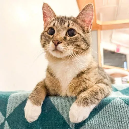 A baby medium-sized male Domestic Short Hair cat named Astro Disastro for adoption in St. Louis, MO