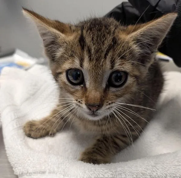 A baby small-sized male Domestic Short Hair cat named Fez for adoption in San Diego, CA