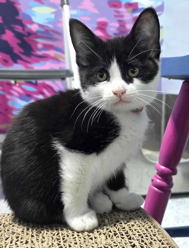 A baby medium-sized female Domestic Short Hair cat named Black Swan for adoption in Colorado Springs, CO