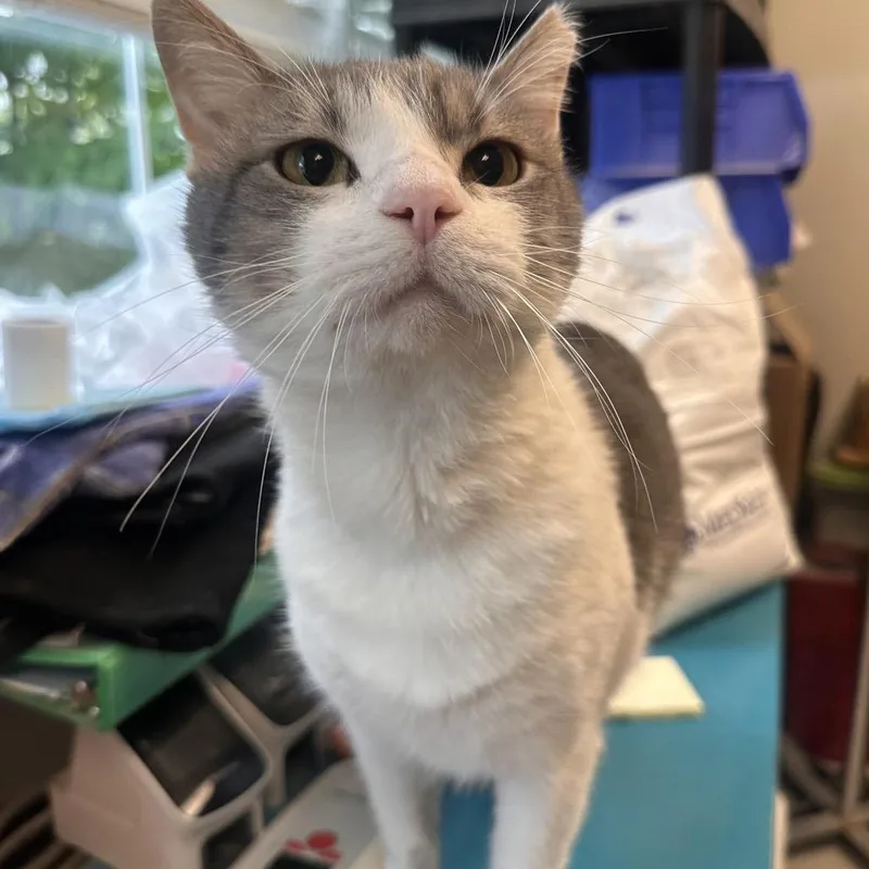 An adult large-sized male Domestic Short Hair cat named Lord Farquaad for adoption in Columbia Station, OH