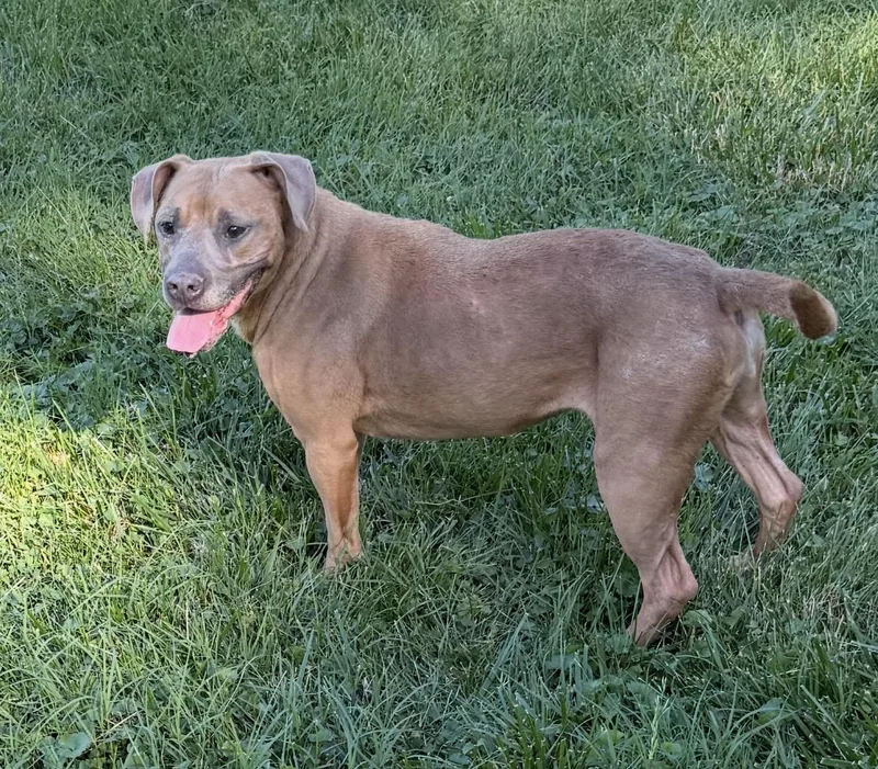 An adult medium-sized female Golden Mixed Breed dog named Faith for adoption in Belleville, IL