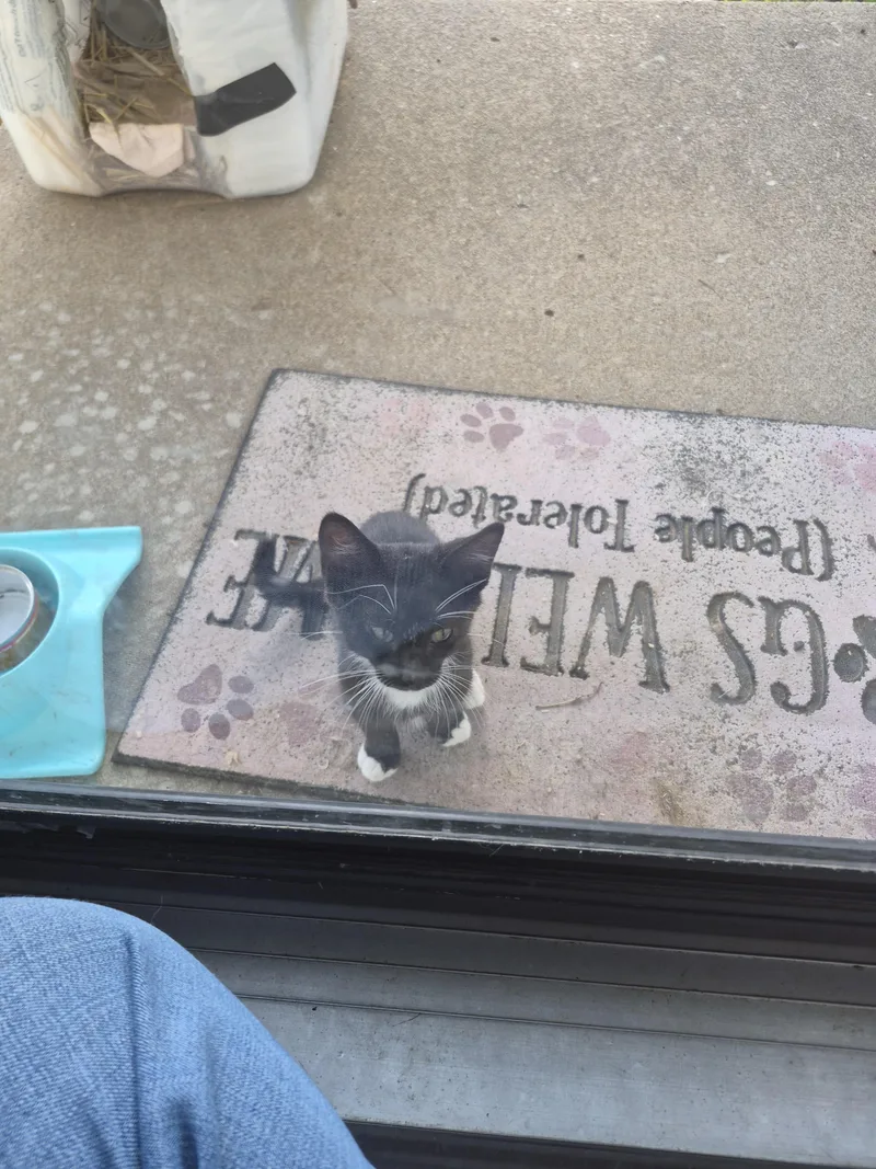 A baby small-sized male Domestic Short Hair cat named Gizmo for adoption in Mexico, MO