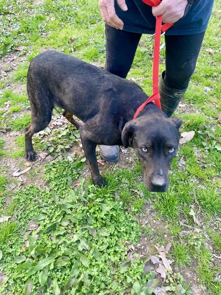 An adult medium-sized female Brindle Mixed Breed dog named Reisling for adoption in Pontotoc, MS