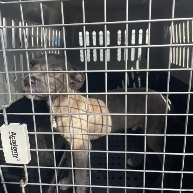 A baby small-sized male Gray / Blue / Silver Pit Bull Terrier dog named Leroy for adoption in Lake Jackson, TX