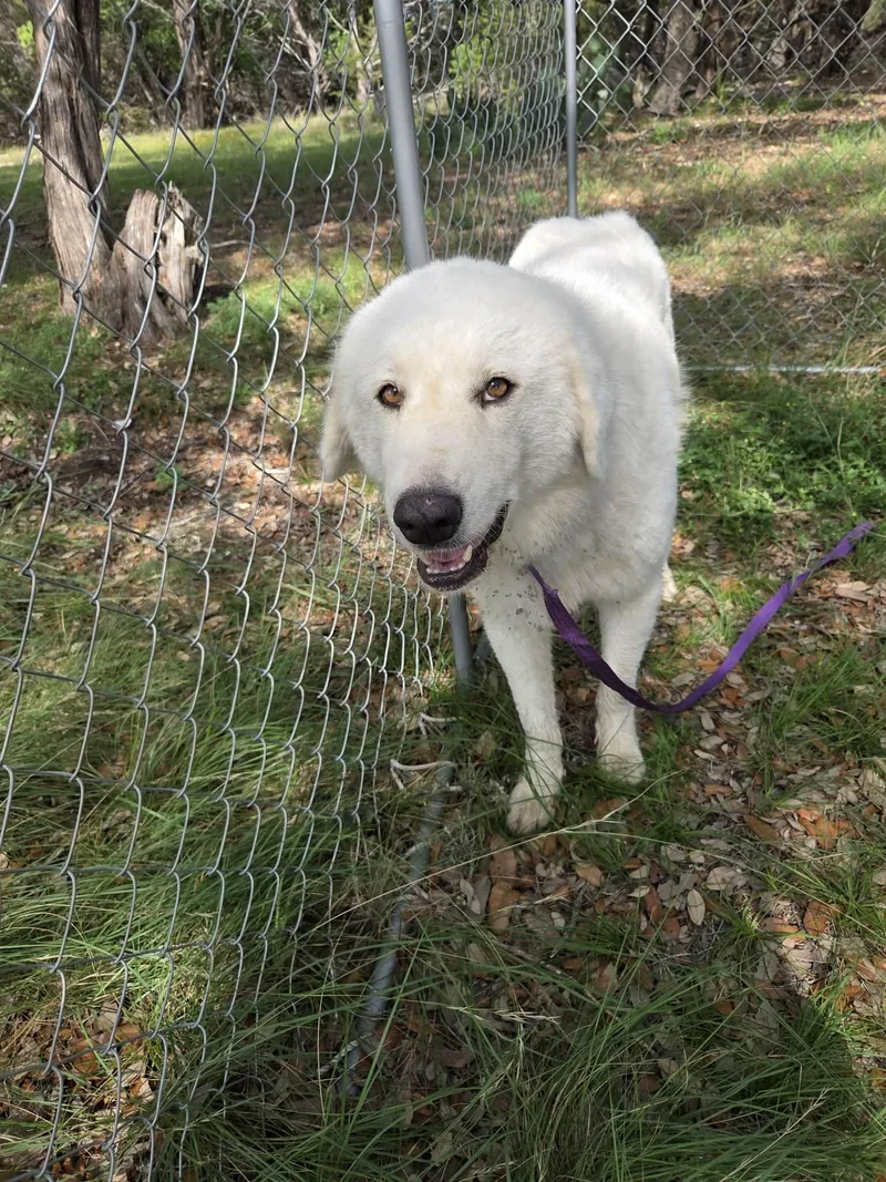 An adult large-sized female White / Cream Great Pyrenees dog named Charmin for adoption in canyon lake, TX