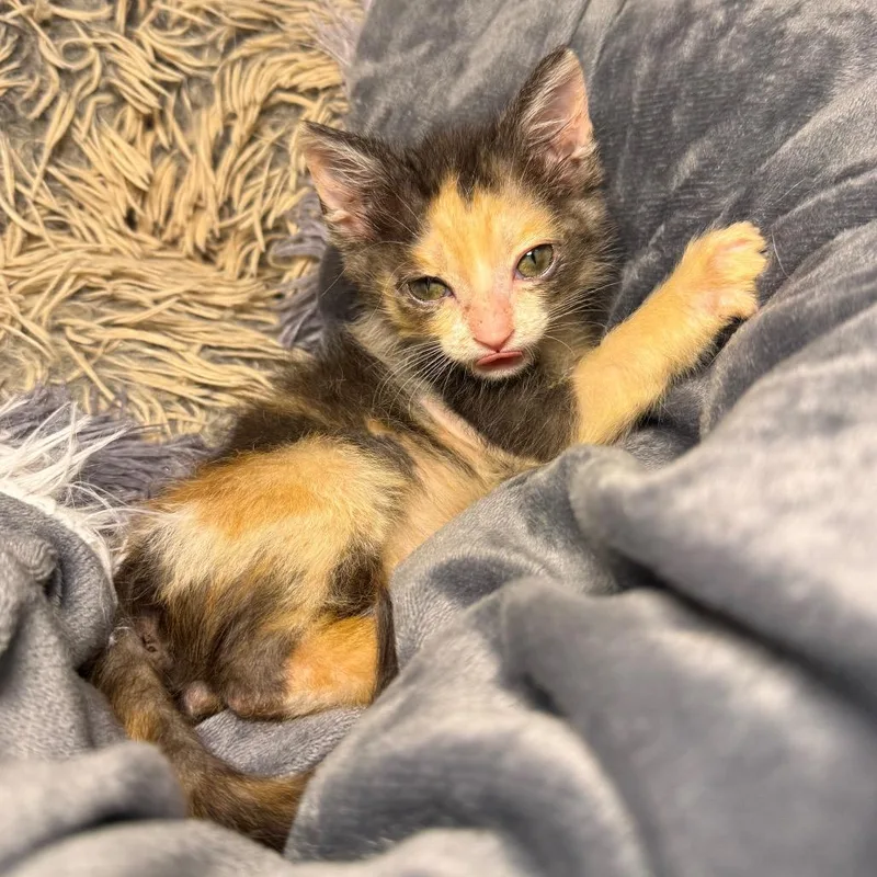 Yetthika thumbnail 2