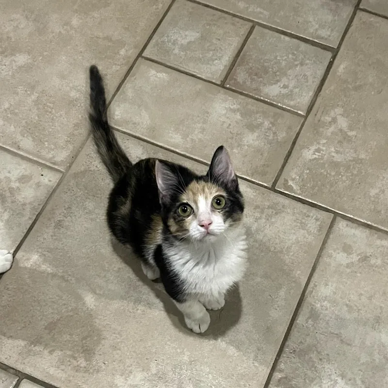 Yetthika thumbnail 4