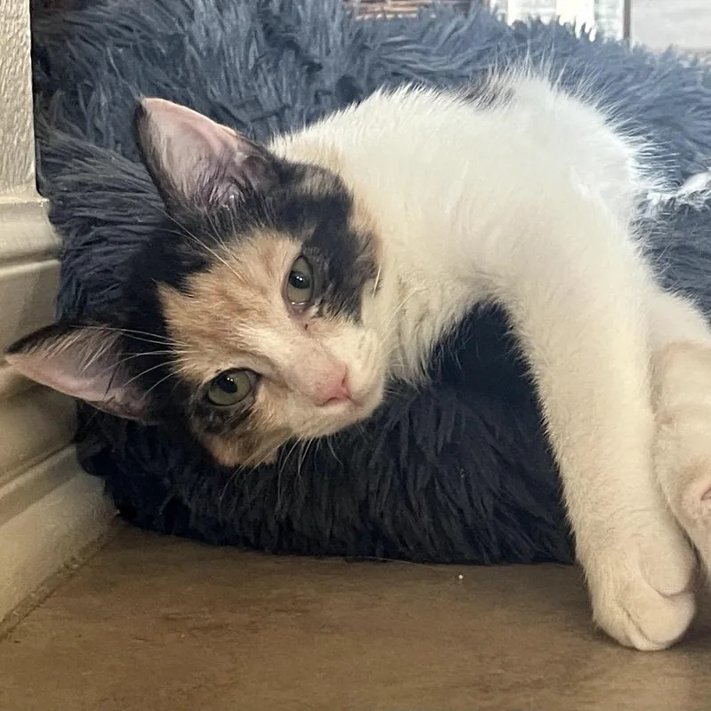 Yetthika thumbnail 5