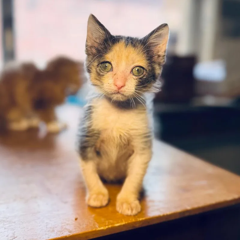 Yetthika thumbnail 6