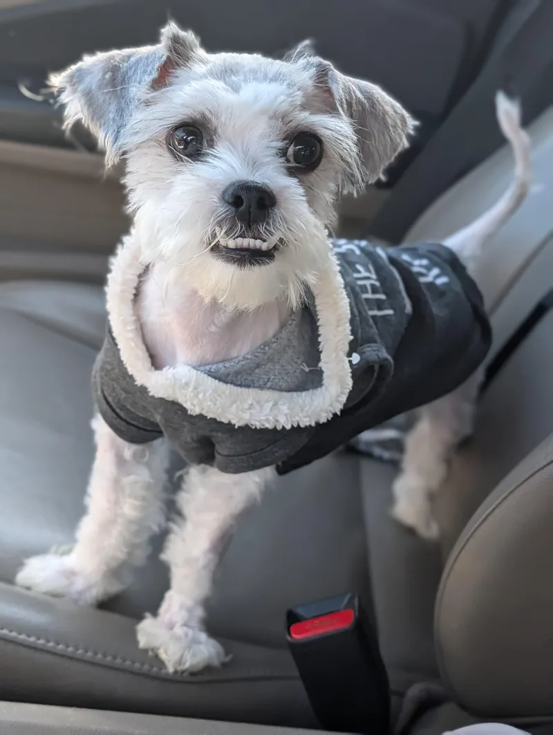An adult small-sized female White / Cream Standard Schnauzer dog named Baby for adoption in Baton Rouge, LA