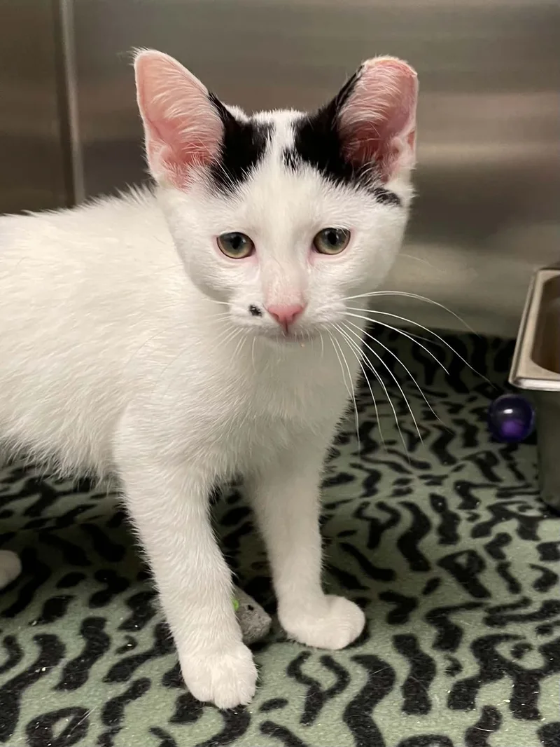A young medium-sized female Black & White / Tuxedo Domestic Short Hair cat named Marilyn for adoption in Covington, VA