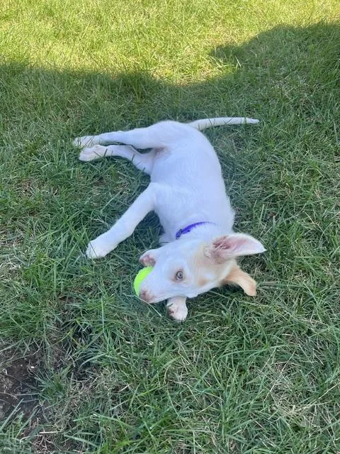 A baby medium-sized female Terrier dog named Sofia for adoption in Plainfield, IL